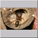 Synageles venator - Springspinne 06 4mm.jpg